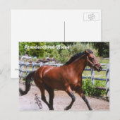 standaardpaard-Briefkaart Briefkaart (Voorkant / Achterkant)
