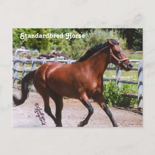 standaardpaard-Briefkaart Briefkaart (Voorkant)
