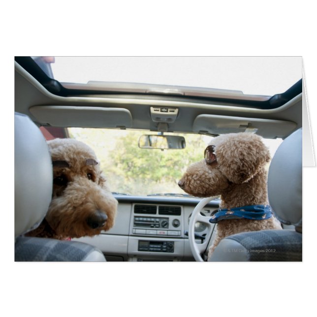 standaardpoedel (Voorkant Horizontaal)