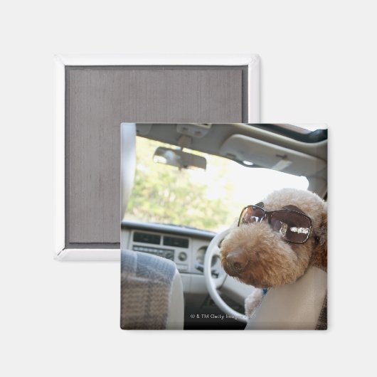 standaardpoedel 3 magneet (Voorkant / Achterkant)