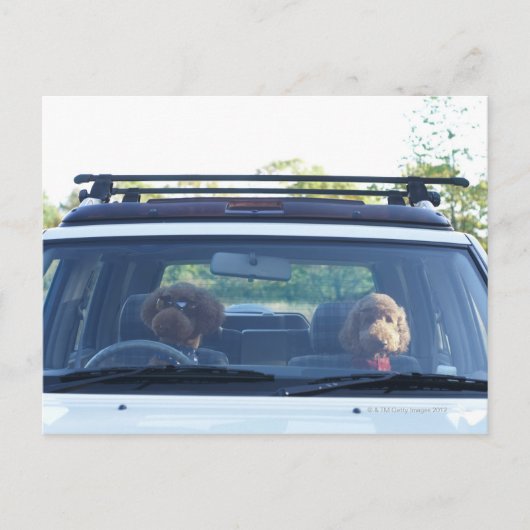 standaardpoedel 4 briefkaart (Voorkant)