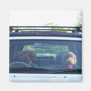 standaardpoedel 4 magneet