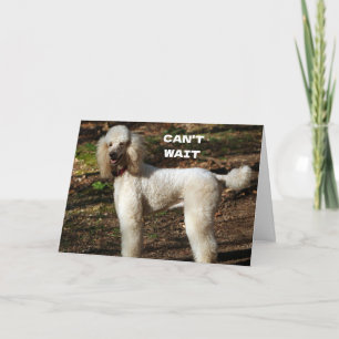 STANDARD POODLE zegt "GEFELICITEERD 60e VERJAARDAG Kaart