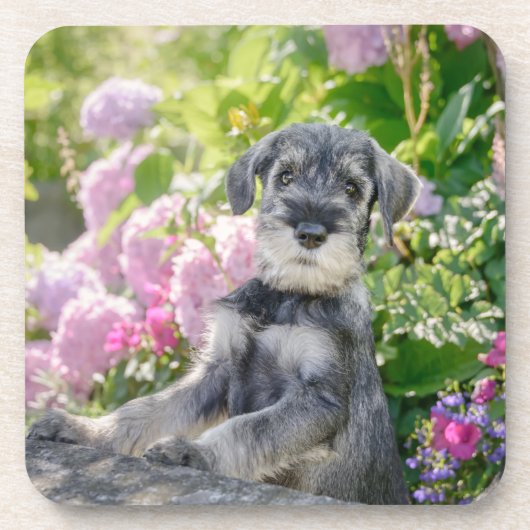Standard Schnauzer Puppy in een bloeiende tuin - Bier Onderzetter (Voorkant)
