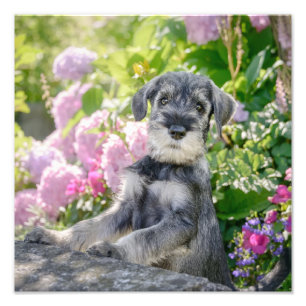 Standard Schnauzer Puppy in een bloeiende tuin - Foto Afdruk