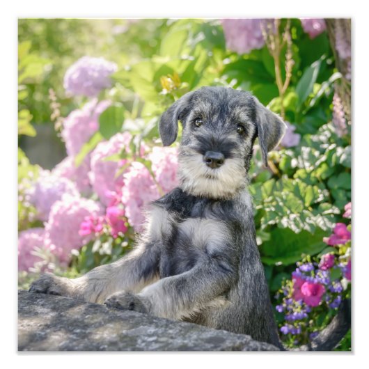 Standard Schnauzer Puppy in een bloeiende tuin - Foto Afdruk (Voorkant)