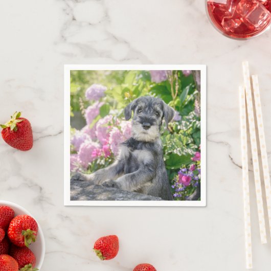 Standard Schnauzer Puppy in een bloeiende tuin - Servet (Insitu)