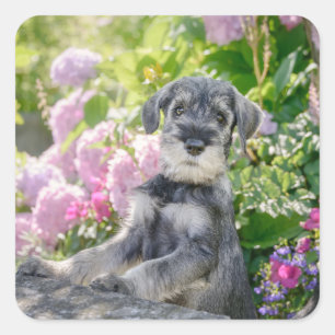 Standard Schnauzer Puppy in een bloeiende tuin - Vierkante Sticker