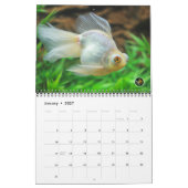 Standard Size 2016 SOLID GOLD Goldfish Calendar Kalender (Jan 2027)