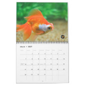 Standard Size 2016 SOLID GOLD Goldfish Calendar Kalender (Mar 2027)