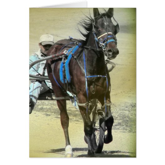 Standardbred Race Horse (Voorkant)