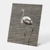 Standing Alone Juvenile Flamingo Art Reclamebord Met Voetstuk (Voorkant)