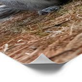 Standing Squirrel Poster (Hoek)