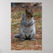 Standing Squirrel Poster (Voorkant)