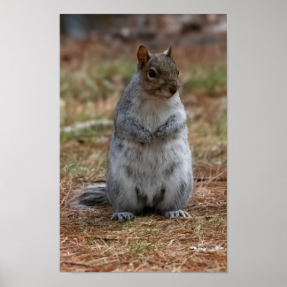 Standing Squirrel Poster