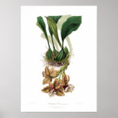 Stanhopea devoniensis poster (Voorkant)