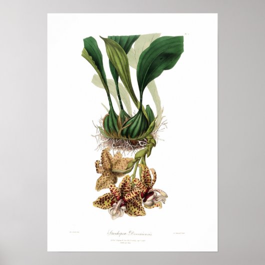 Stanhopea devoniensis poster (Voorkant)