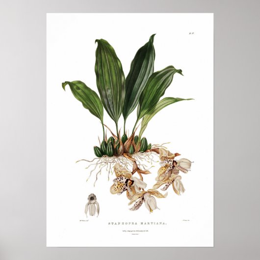 Stanhopea martiana van Augusta Innes Withers. Poster (Voorkant)