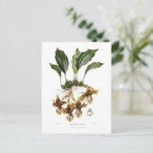 Stanhopea tigrina briefkaart (Staand voorkant)