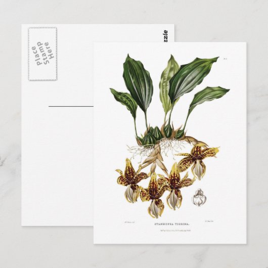 Stanhopea tigrina briefkaart (Voorkant / Achterkant)