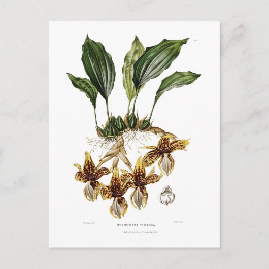 Stanhopea tigrina briefkaart (Voorkant)