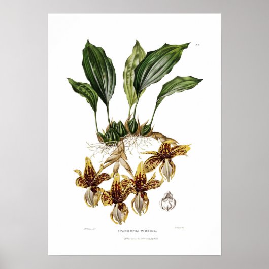 Stanhopea tigrina van Augusta Innes Withers. Poster (Voorkant)