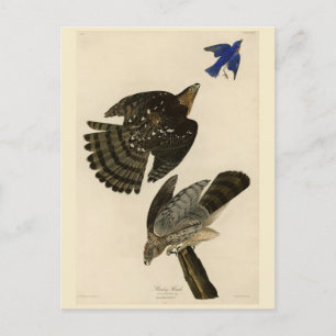 Stanley (Cooper's) Hawk Audubon's Birds of America Briefkaart