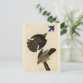 Stanley (Cooper's) Hawk Audubon's Birds of America Briefkaart (Staand voorkant)