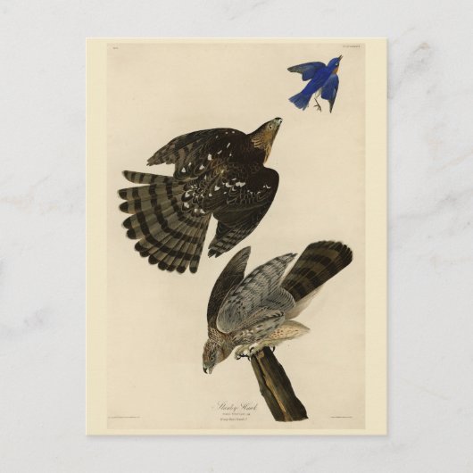 Stanley (Cooper's) Hawk Audubon's Birds of America Briefkaart (Voorkant)