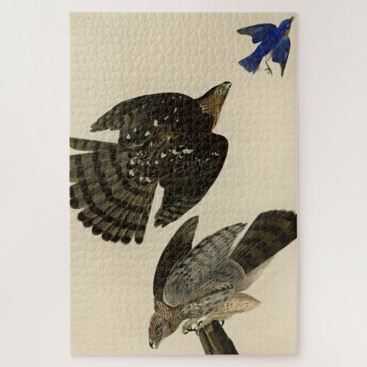 Stanley (Cooper's) Hawk Audubon's Birds of America Legpuzzel (Verticaal)