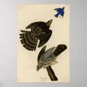 Stanley (Cooper's) Hawk Audubon's Birds of America Poster (Voorkant)