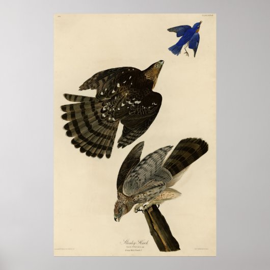 Stanley (Cooper's) Hawk Audubon's Birds of America Poster (Voorkant)