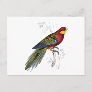 Stanley Parrakeet van Edward Lear Briefkaart
