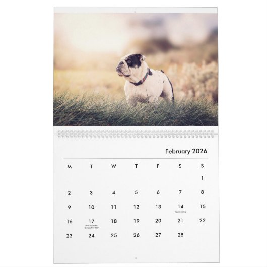 Stanly & Agnes - twee kleine bulletdogs van OZ Kalender (Feb 2026)