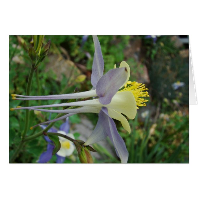 stanza di vedere (Voorkant Horizontaal)