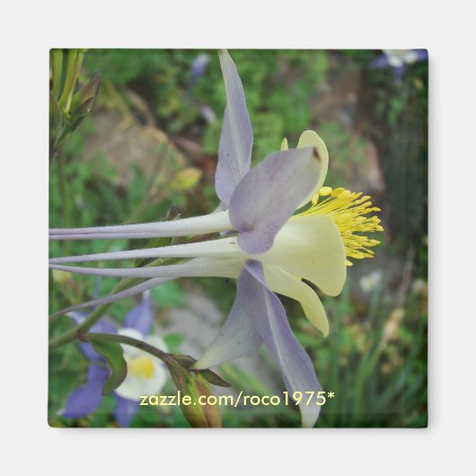 Stanza di Vedere Magneet (Voorkant)