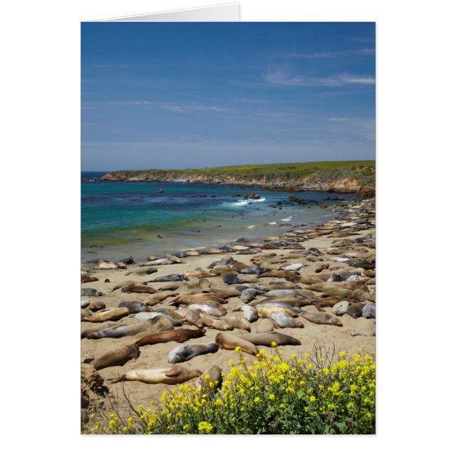 Stapel zeeolifanten (Voorkant)