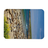 Stapel zeeolifanten magneet (Horizontaal)