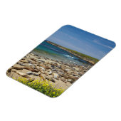 Stapel zeeolifanten magneet (Linkerzijde)