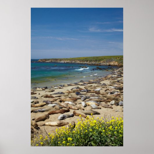 Stapel zeeolifanten poster (Voorkant)