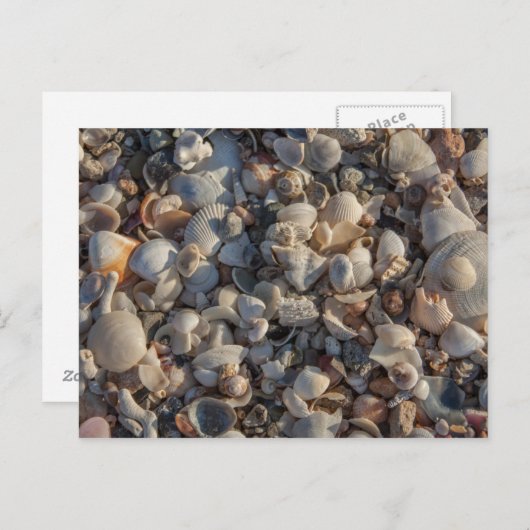 stapel zeeschelpen briefkaart (Voorkant / Achterkant)