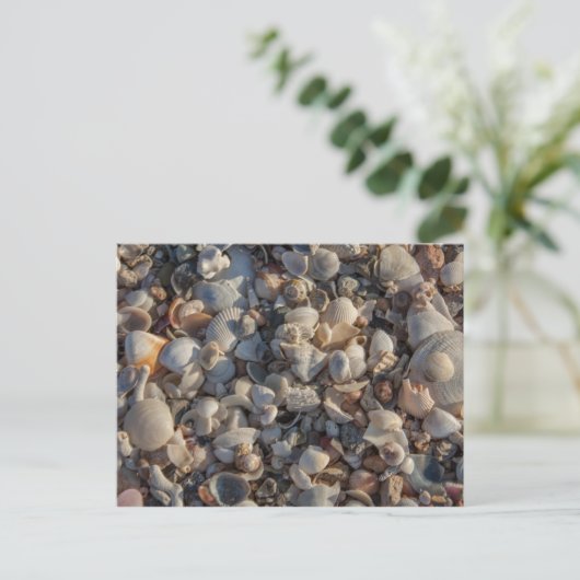 stapel zeeschelpen briefkaart (Staand voorkant)