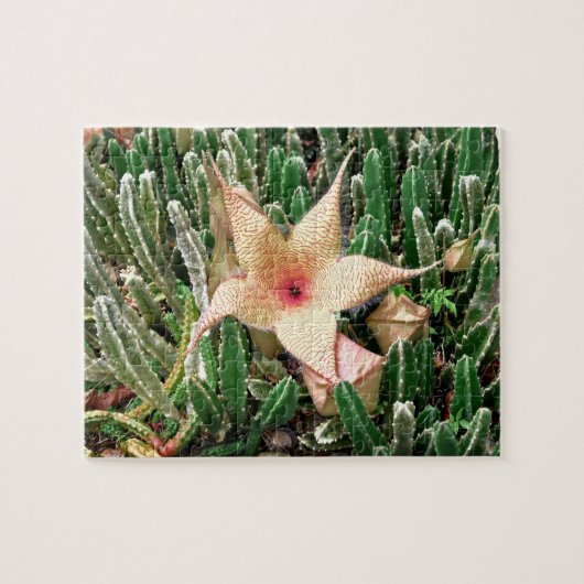Stapelia Starfish Cactus Flower Photo Legpuzzel (Horizontaal)