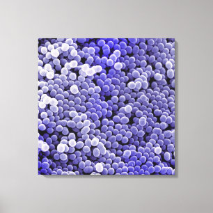 Staphylococcus Canvas Afdruk