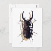 "Stapkever" Insecte Waterverf Art Briefkaart (Voorkant / Achterkant)