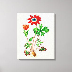  Star Anemone Canvas Afdruk