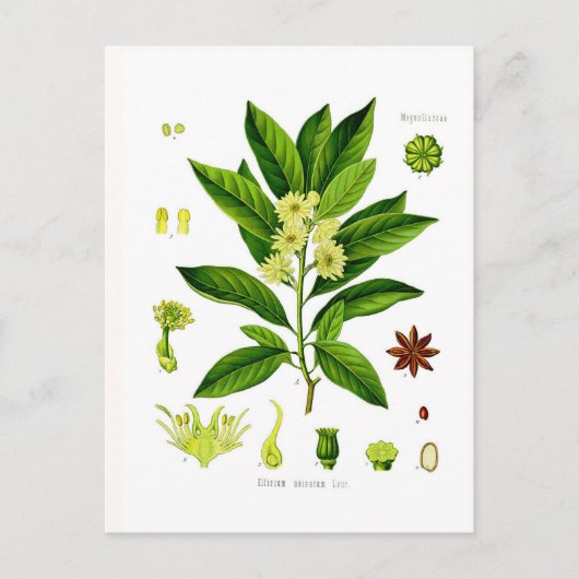 Star anise briefkaart (Voorkant)