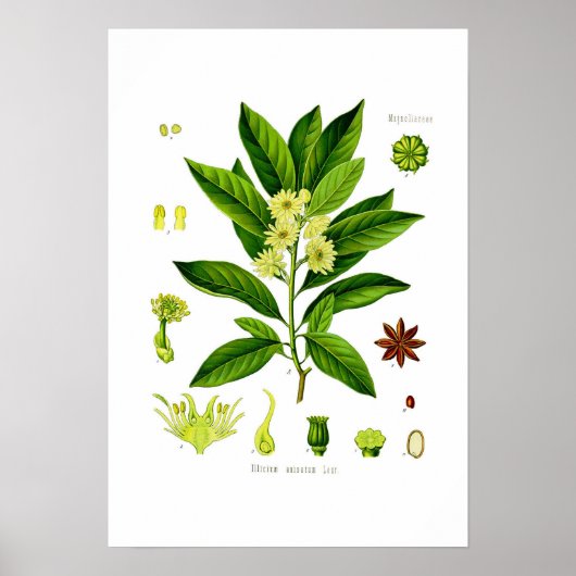 Star anise poster (Voorkant)