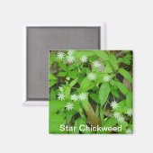 Star Chickweed Magneet (Voorkant / Achterkant)