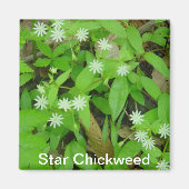 Star Chickweed Magneet (Voorkant)